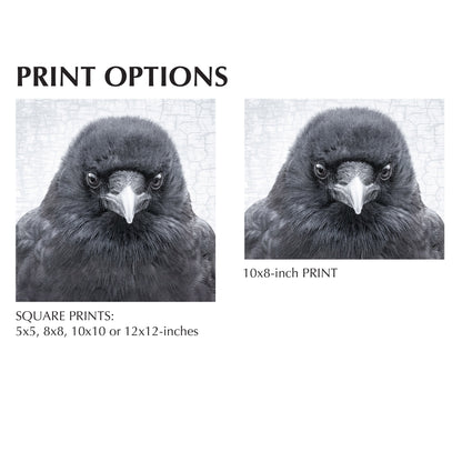 UNDERSTANDING - Fine Art Print, Crow Portrait Series