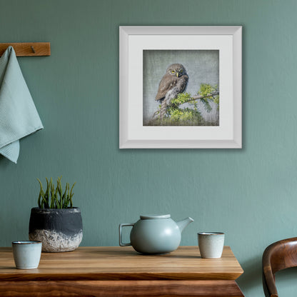 JUVENILE NORTHERN PYGMY OWL - Fine Art Print, Garden Birds Series