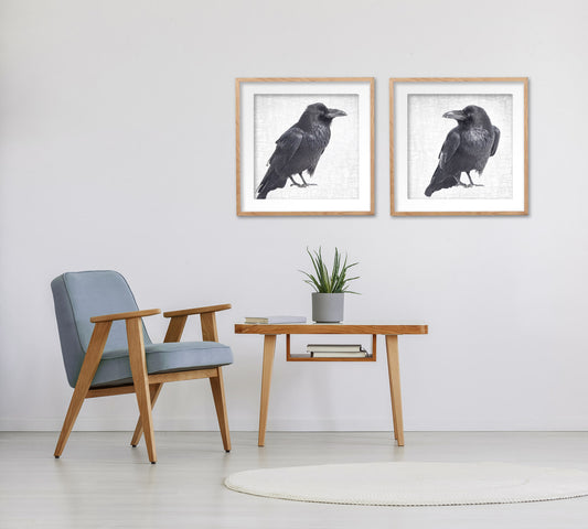 RAVEN LOOKS BACK - Fine Art Print, Raven Portrait Series