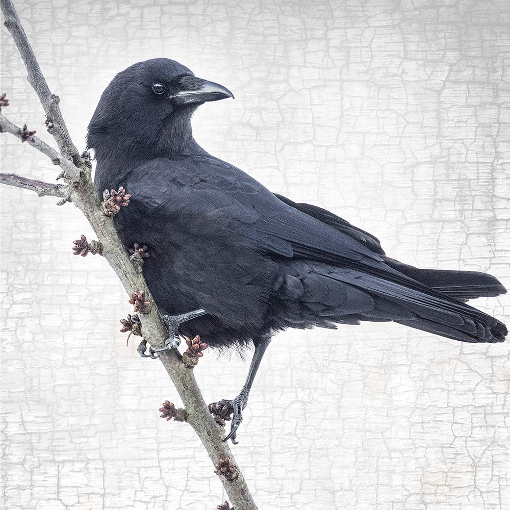 BRANCH CROW - Fine Art Print, Crow Portrait Series