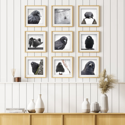 MAGNIFICENT MARVIN - Fine Art Print, Crow Portrait Series