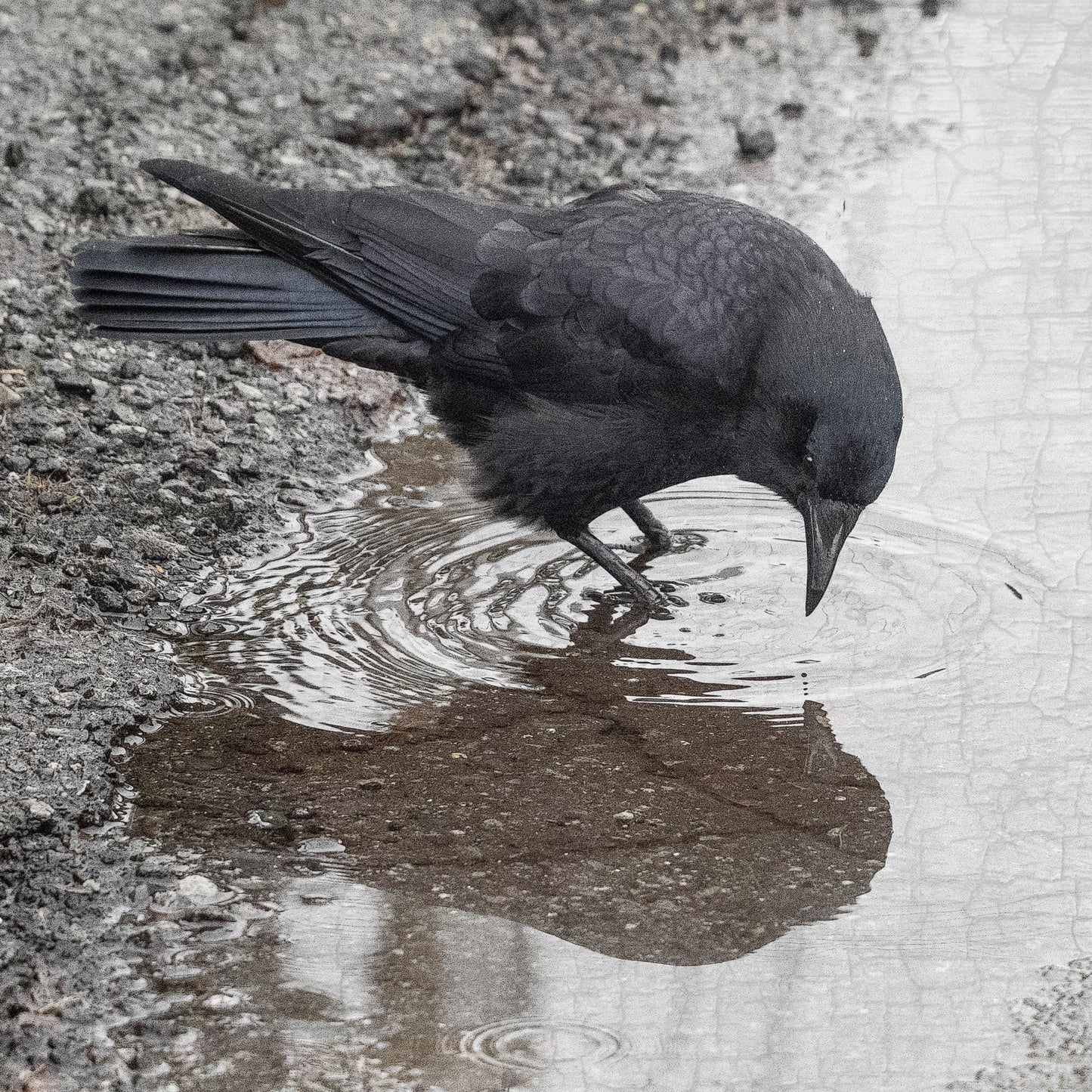 TIME FOR REFLECTION - Fine Art Print, Crow Portrait Series