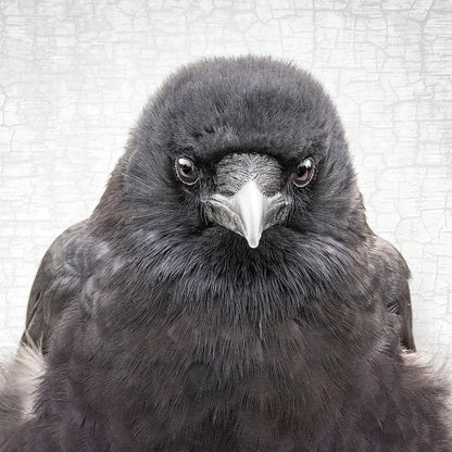 UNDERSTANDING - Fine Art Print, Crow Portrait Series