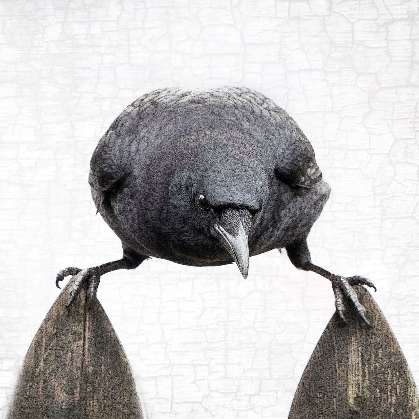 BALANCE - Fine Art Print, Crow Portrait Series