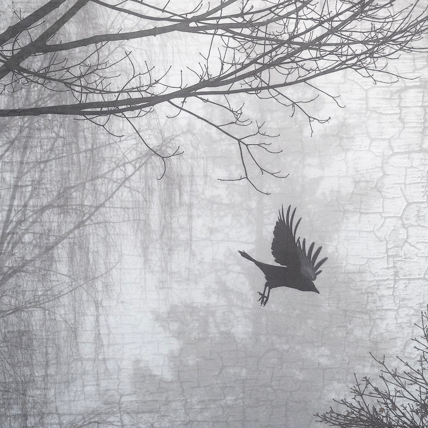 INTO THE MYST-ISH - Fine Art Print, Crow Portrait Series