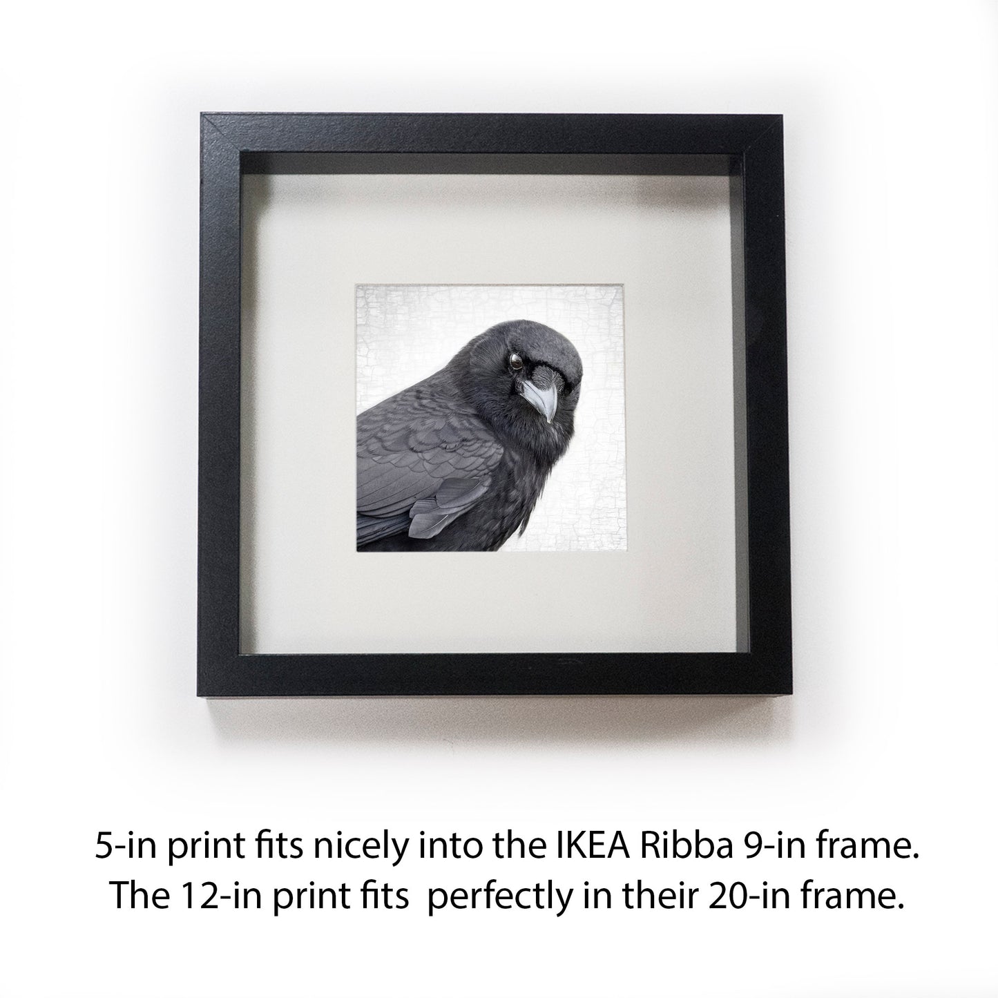 MAGNIFICENT MARVIN - Fine Art Print, Crow Portrait Series