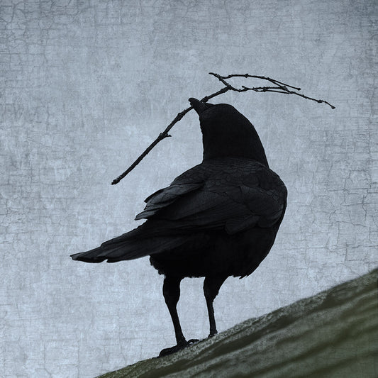 NEST - Fine Art Print, Blue Crow Series