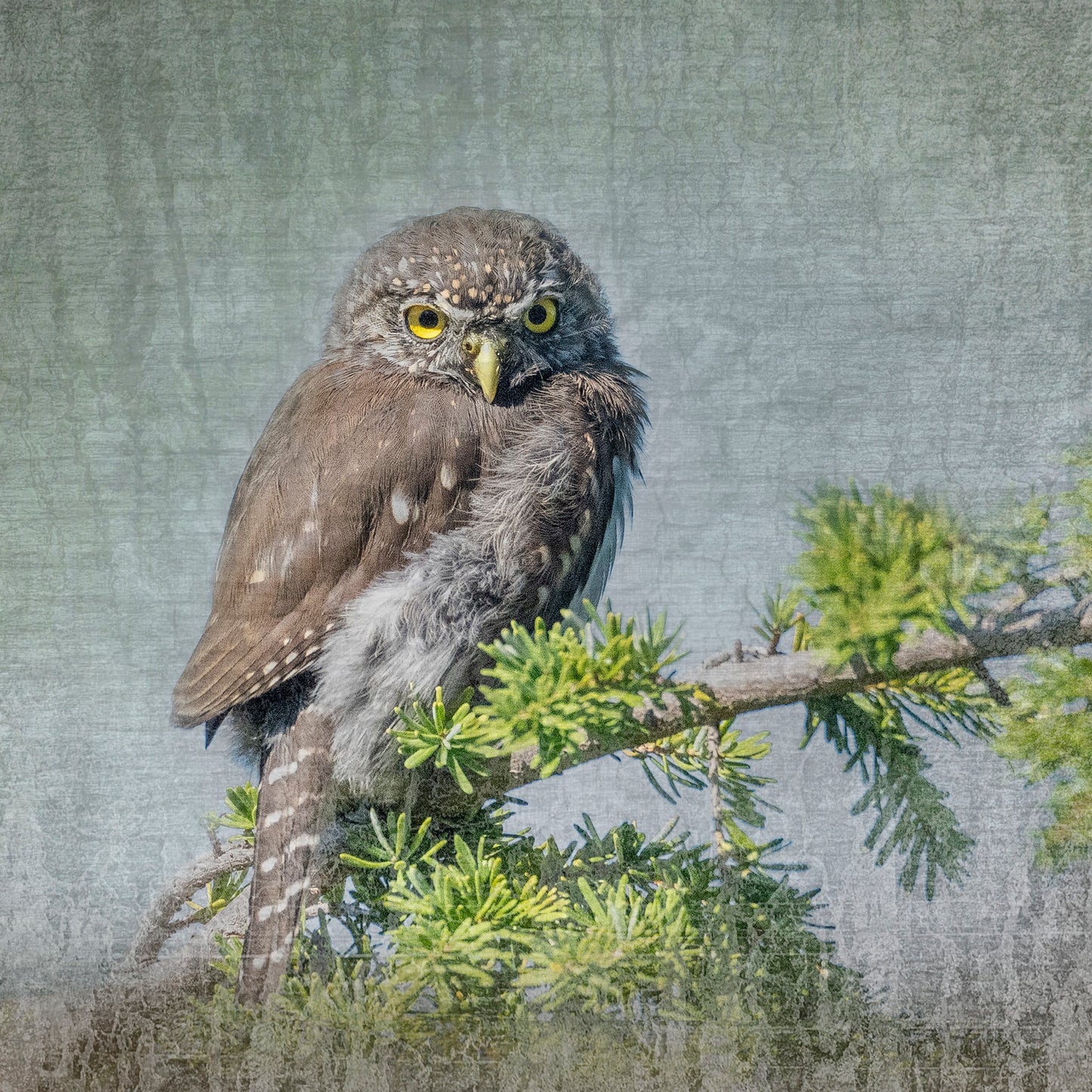 JUVENILE NORTHERN PYGMY OWL - Fine Art Print, Garden Birds Series