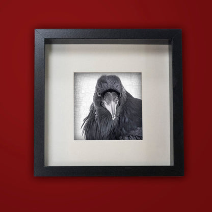 Raven Print Framed - Red BG