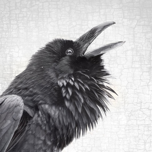 RAVEN CALL - Fine Art Print, Raven Portrait Series