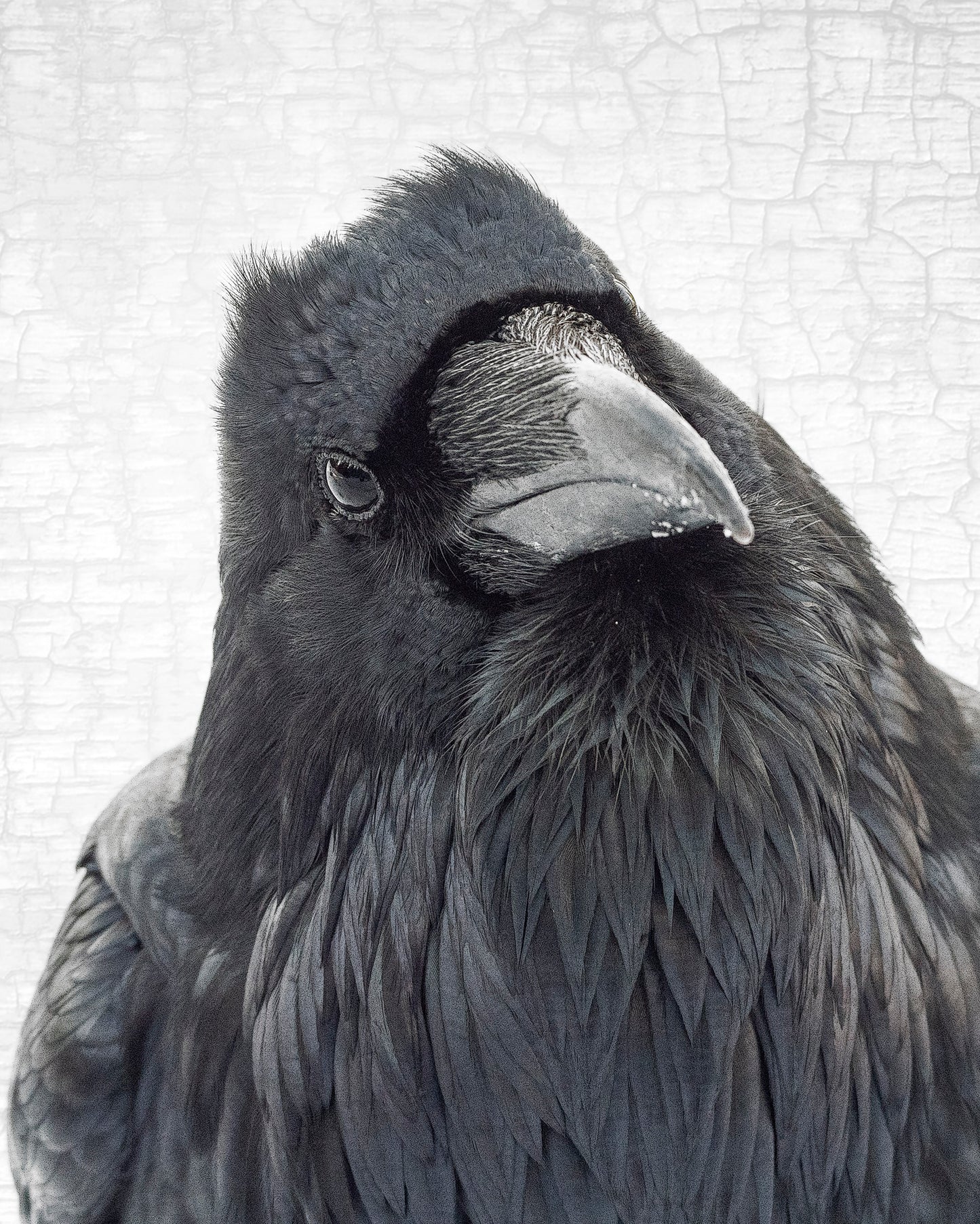 THE THINKER - Fine Art Print, Raven Portrait Series