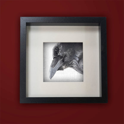 RAVEN REFLECTION - Fine Art Print, Raven Portrait Series