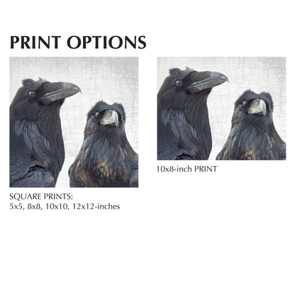 SCENES FROM A MARRIAGE 2 - Fine Art Print, Raven Portrait Series