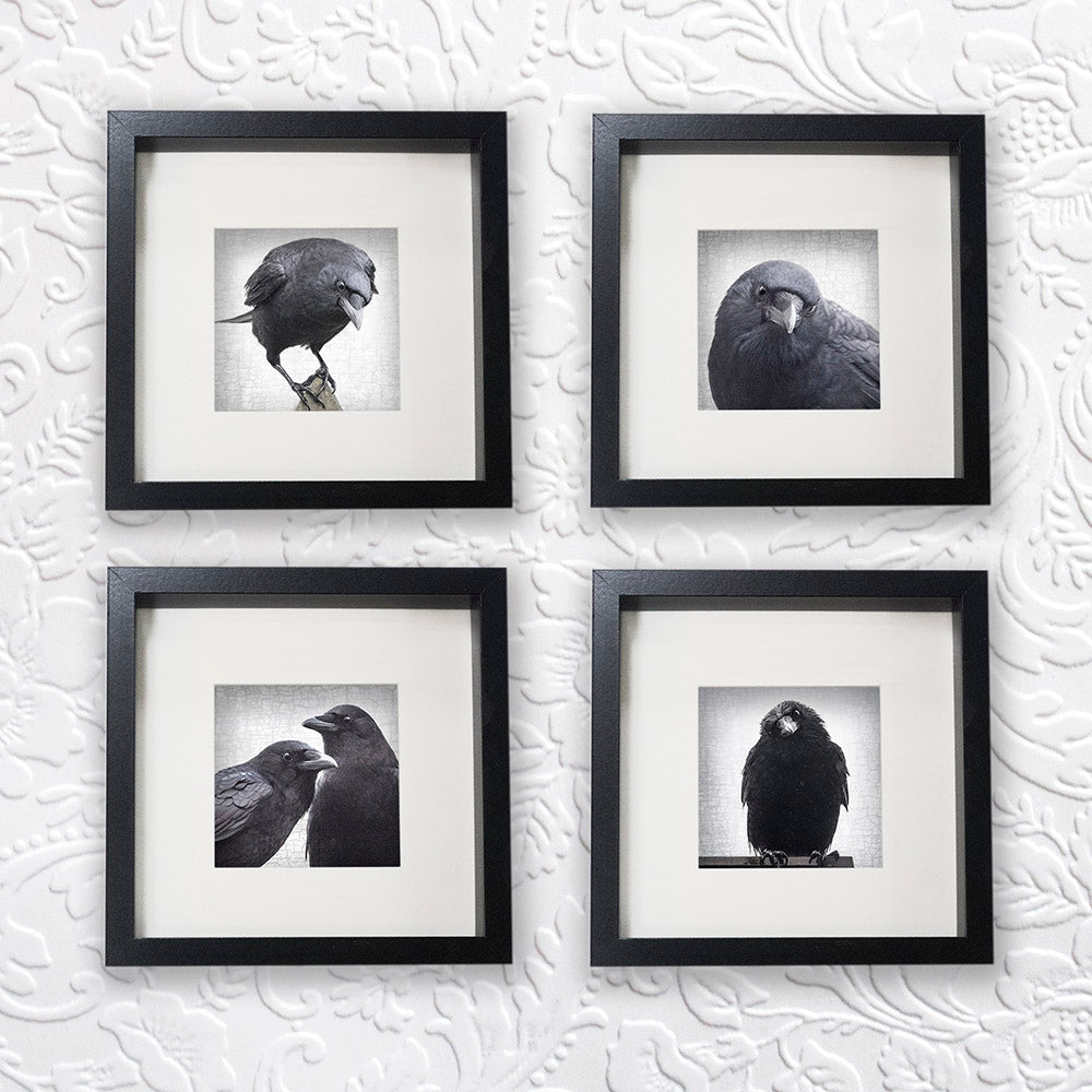 INFINITE CARE - Fine Art Print, Crow Portrait Series