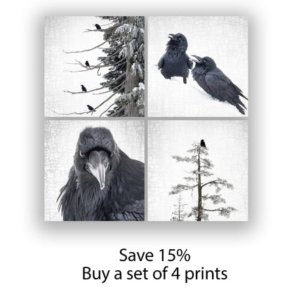 RAVEN LOOKS BACK - Fine Art Print, Raven Portrait Series