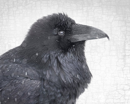 SNOW RAVEN - Fine Art Print, Raven Portrait Series