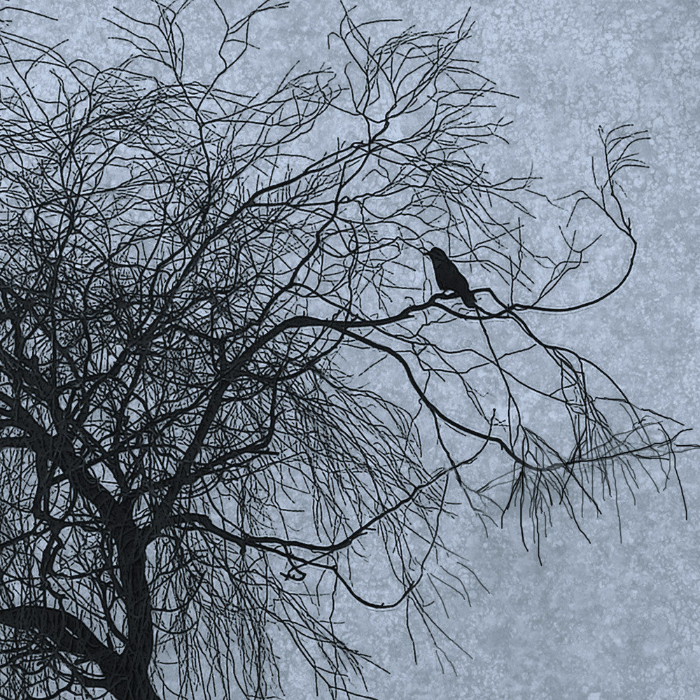 SOLO - Fine Art Print, Blue Crow Series